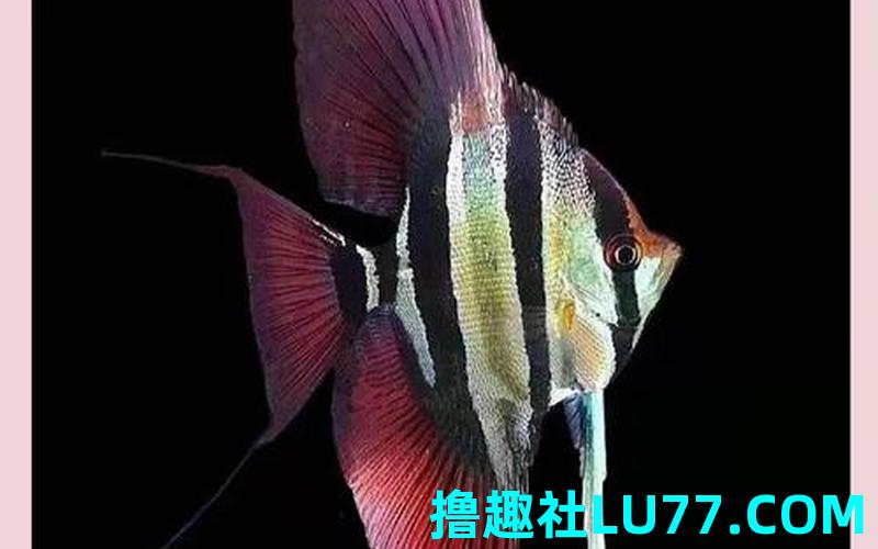 见梦见鱼 见梦见鱼