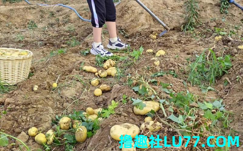 梦见摘土豆叶 梦见摘土豆叶