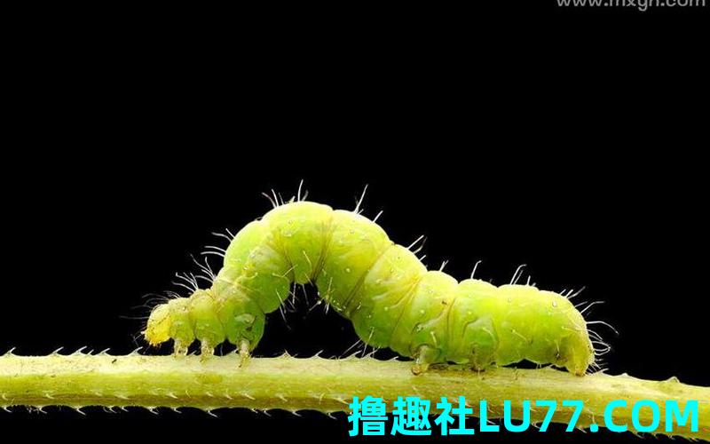 虫梦见
