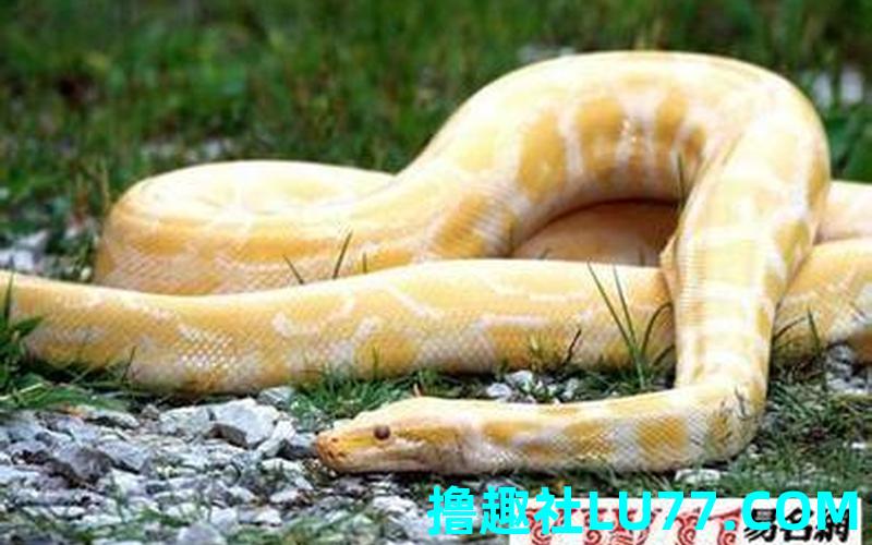 梦见超级大蛇 梦见超级大蛇