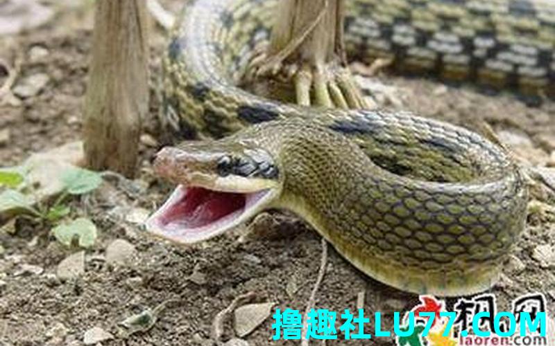 梦见虎熊蛇 梦见虎熊蛇