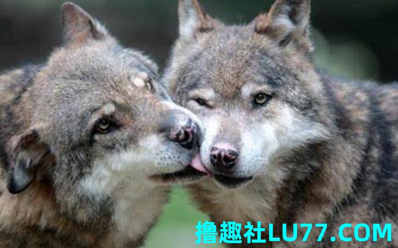 孕妇梦见大狼大狗