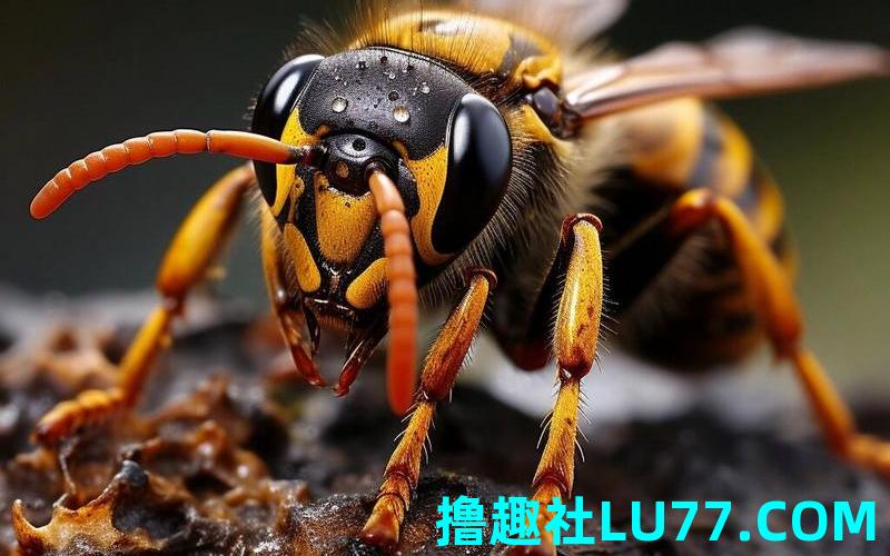 梦见马蜂