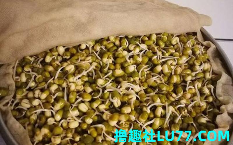 梦见运绿豆