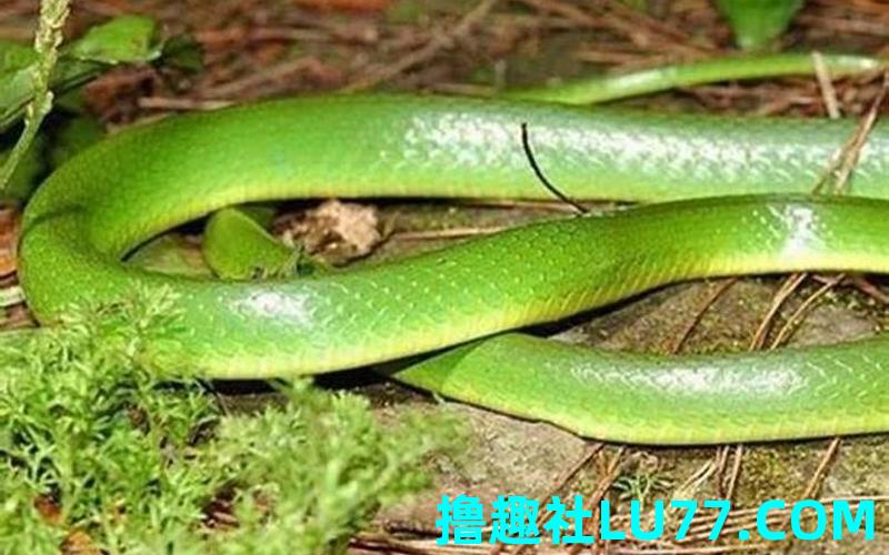 梦见蛇佛滔