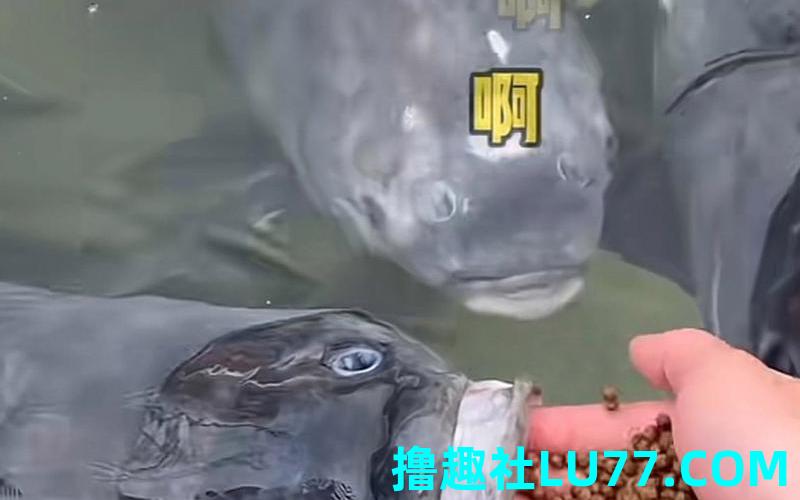 梦见大嘴鱼
