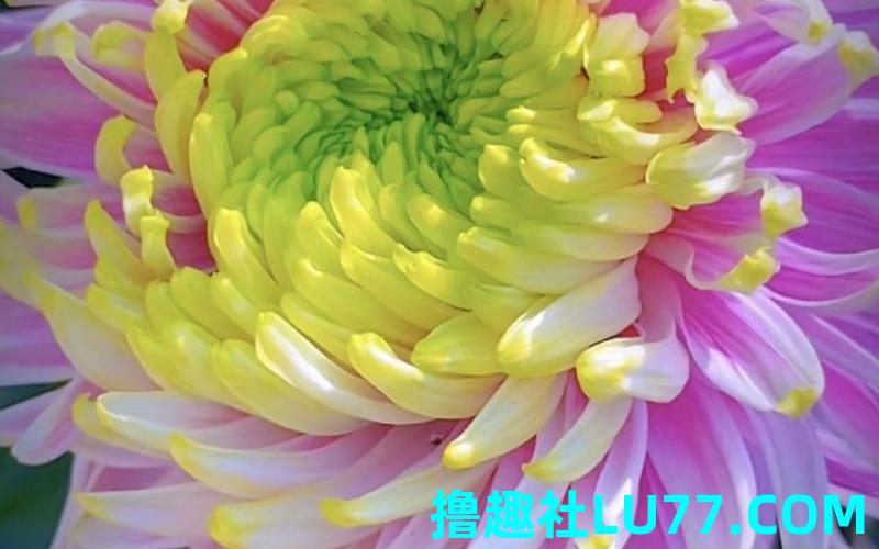 梦见菊花盛开 梦见菊花盛开
