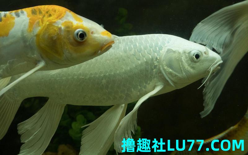 周公解梦梦见鱼 周公解梦梦见鱼