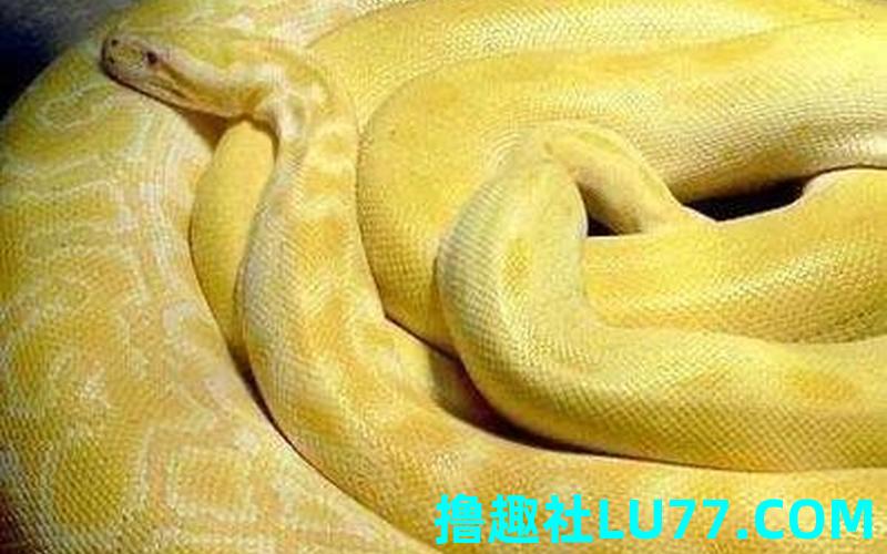 梦见黄金蟒咬 梦见黄金蟒咬
