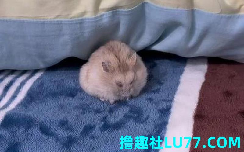 梦见老鼠上自己的床