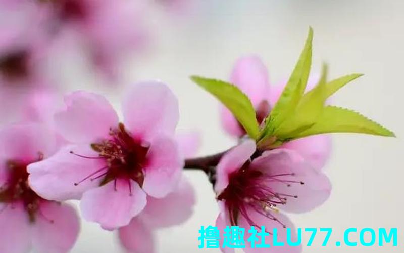 梦见花开又凋谢 梦见花开又凋谢