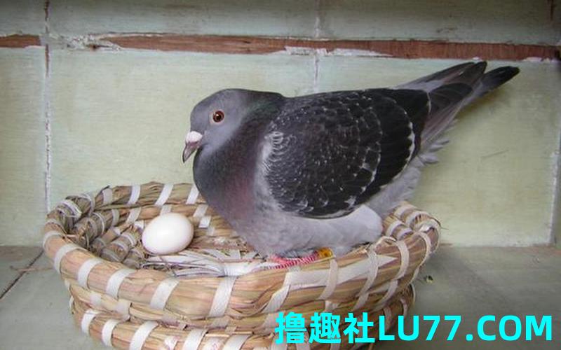 梦见黑鸽子