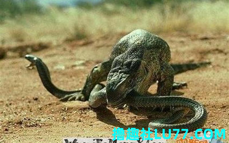 梦见好大的蛇缠绕自己 梦见好大的蛇缠绕自己