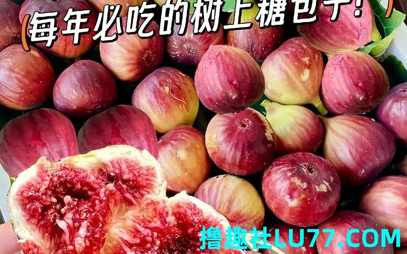 梦见摘成熟的无花果