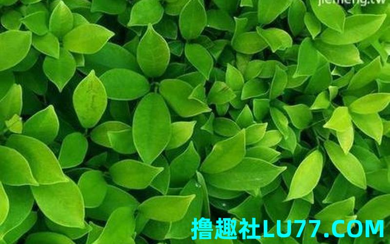梦见一身绿