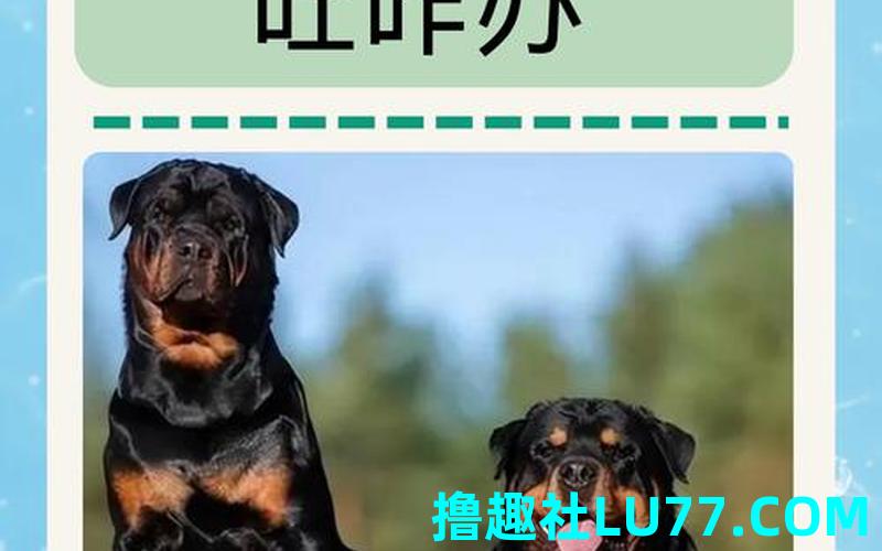 梦见狗吃鱼是什么意思