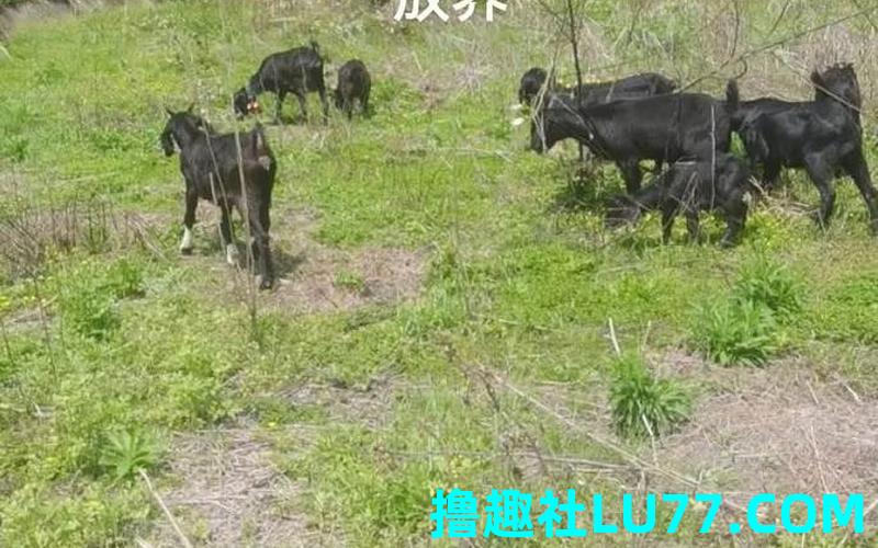 梦见想买羊