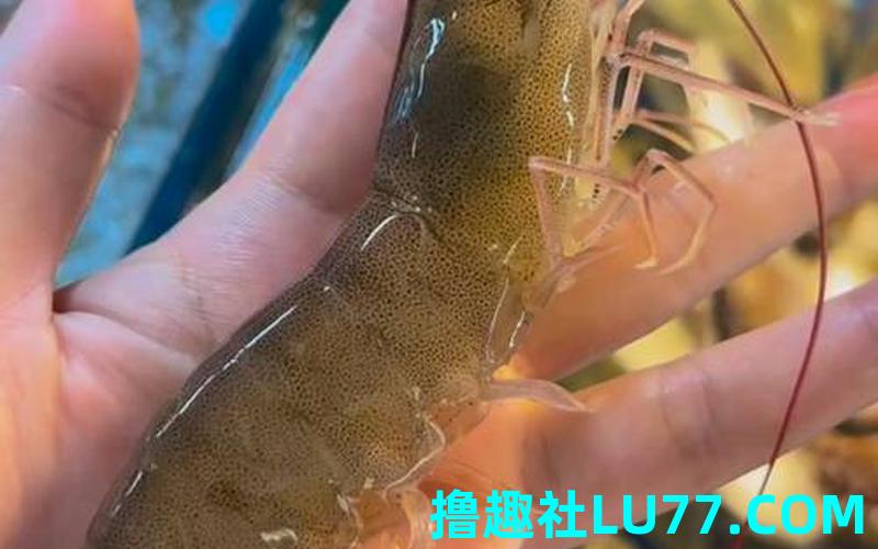 梦见虾游走了 梦见虾游走了
