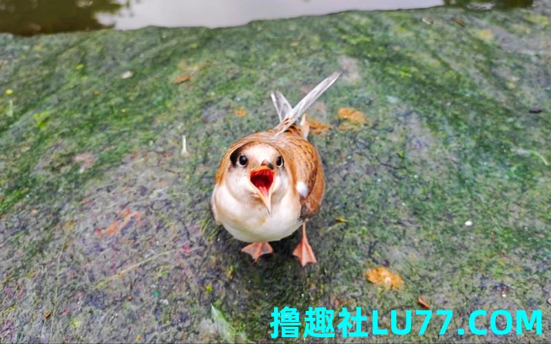 梦见把鸟放生了