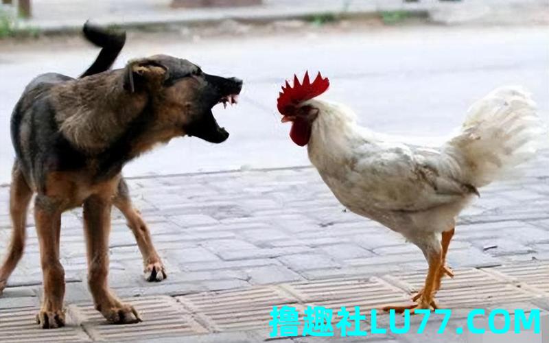 梦见公鸡追着啄我 梦见公鸡追着啄我