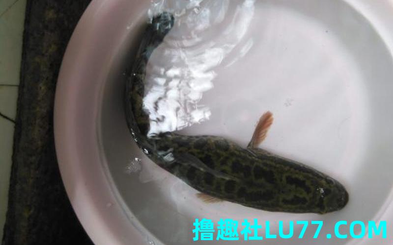 梦见超大黑鱼