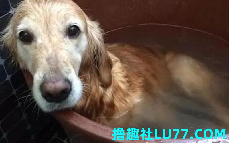 梦见洗吃的 梦见洗吃的