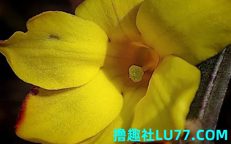 梦见迎春花 梦见迎春花