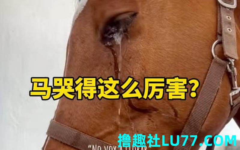 梦见马受伤了 梦见马受伤了