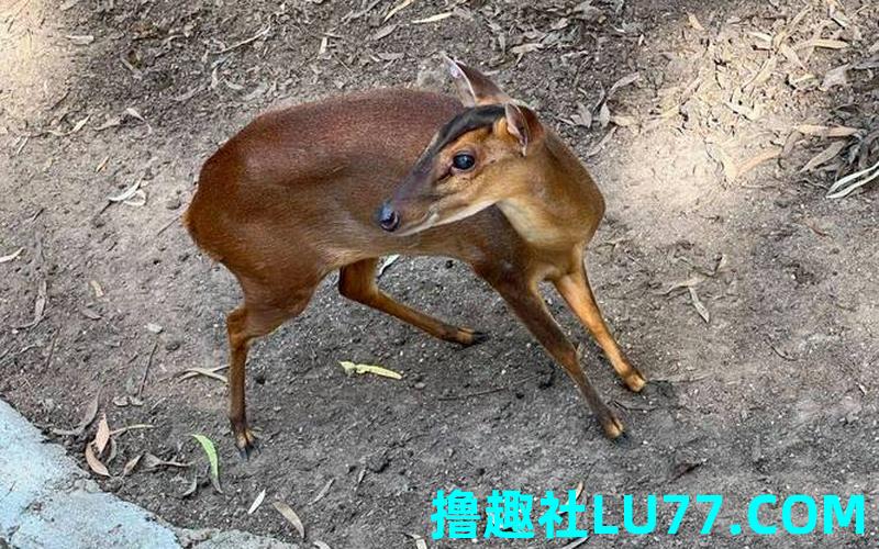 梦见麂生子 梦见麂生子