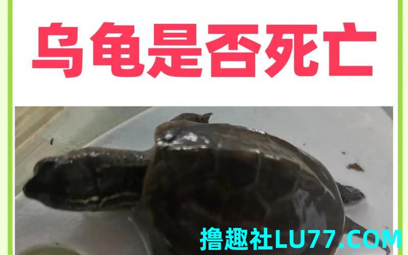 梦见很多死乌龟 梦见很多死乌龟