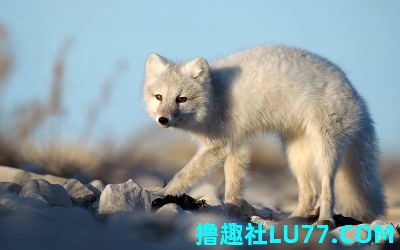 梦见狐狸来我家 梦见狐狸来我家