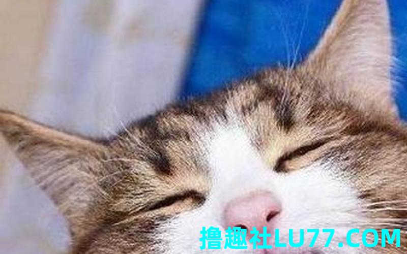 梦见猫紧张
