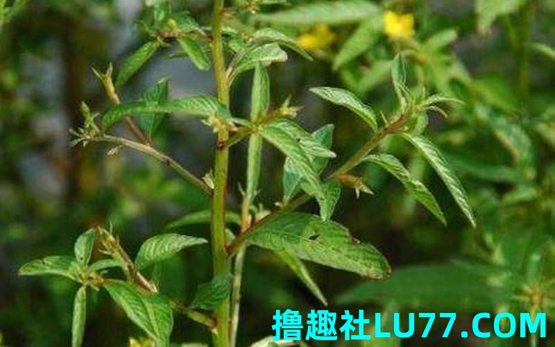 梦见龙尾草