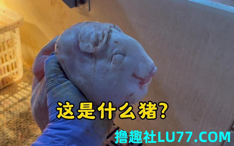 梦见怪胎牛 梦见怪胎牛