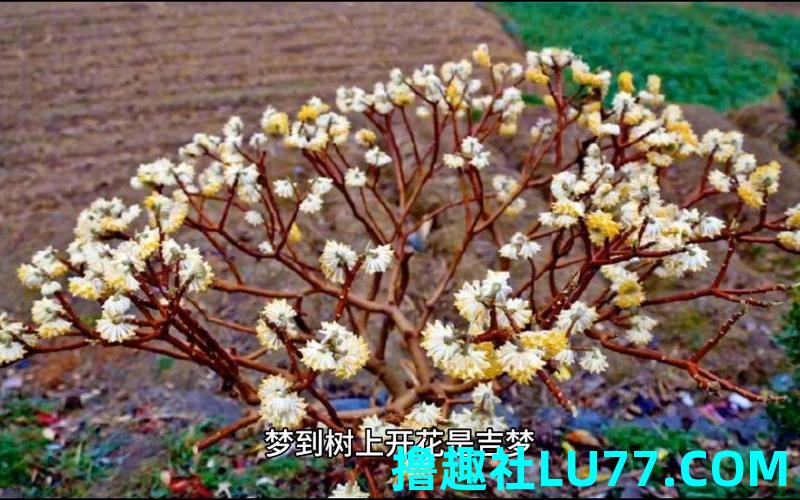 孕妇梦见树枝