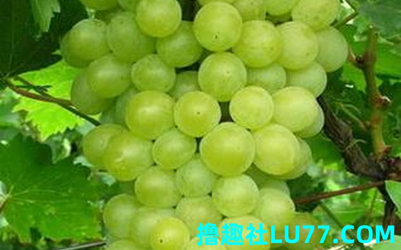 梦见萄 梦见萄