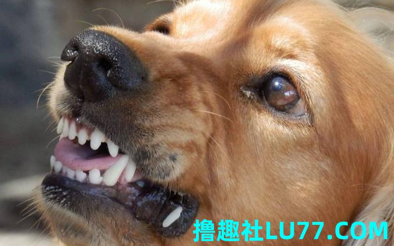 梦见被狠打