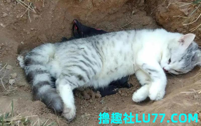 梦见打死猫 梦见打死猫