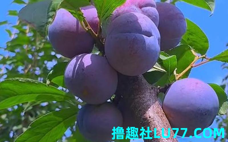 做梦梦见摘李子吃