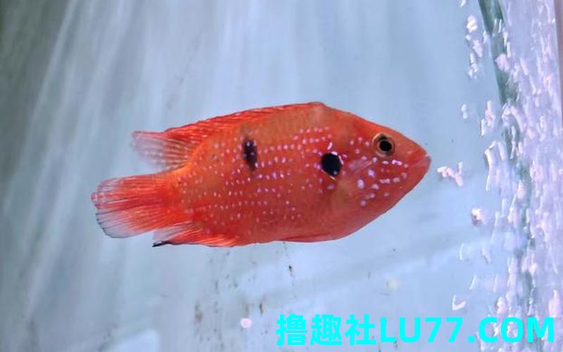 梦见鱼宝石 梦见鱼宝石