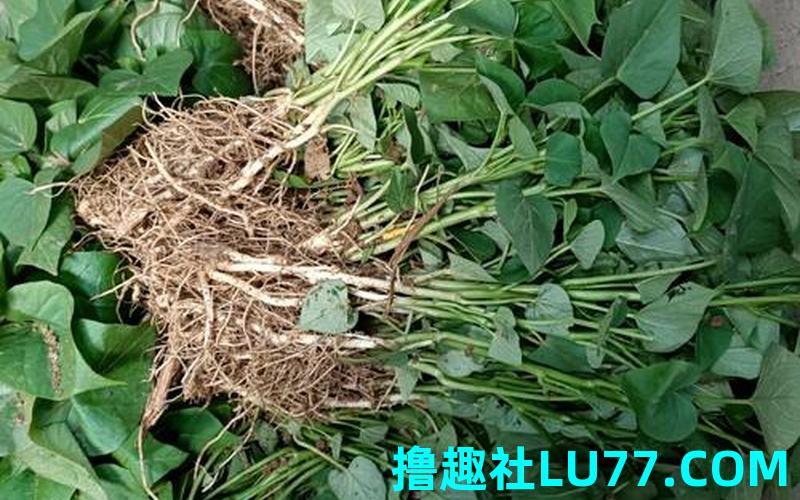 梦见苕尖青菜