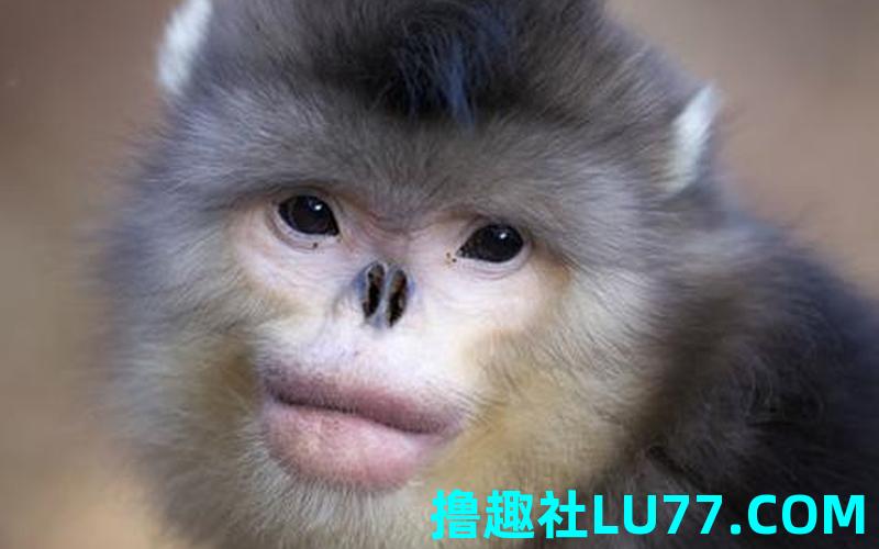 梦见猴卖死猴