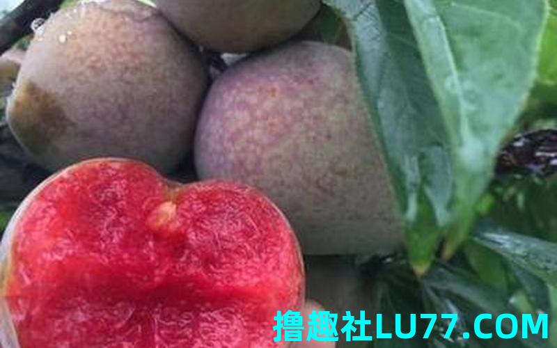 梦见桃子李子什么意思 梦见桃子李子什么意思