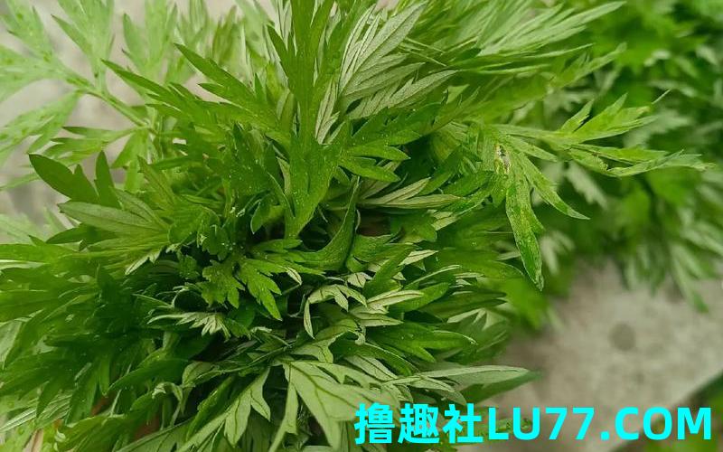 梦见菜艾叶 梦见菜艾叶