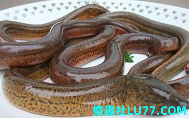 梦见黄鳝来咬 梦见黄鳝来咬