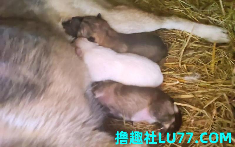 梦见狗狗生孩子 梦见狗狗生孩子