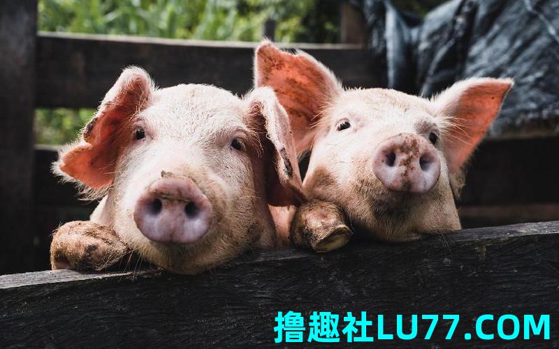 梦见养猪养牛