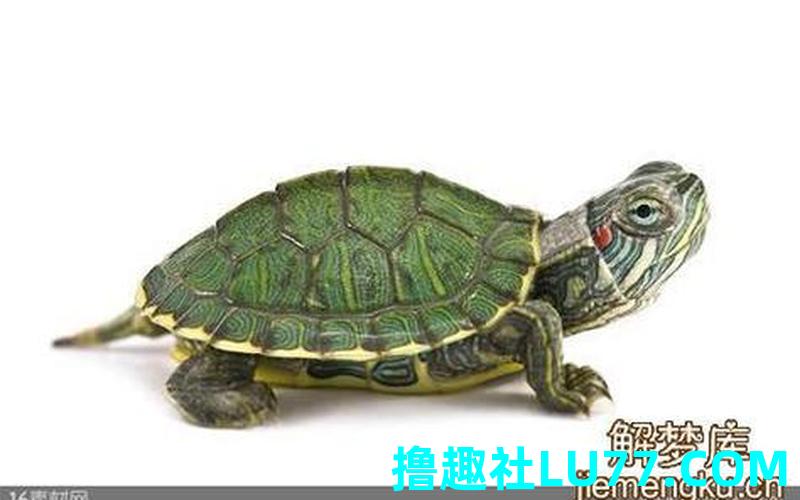 梦见龟喷水