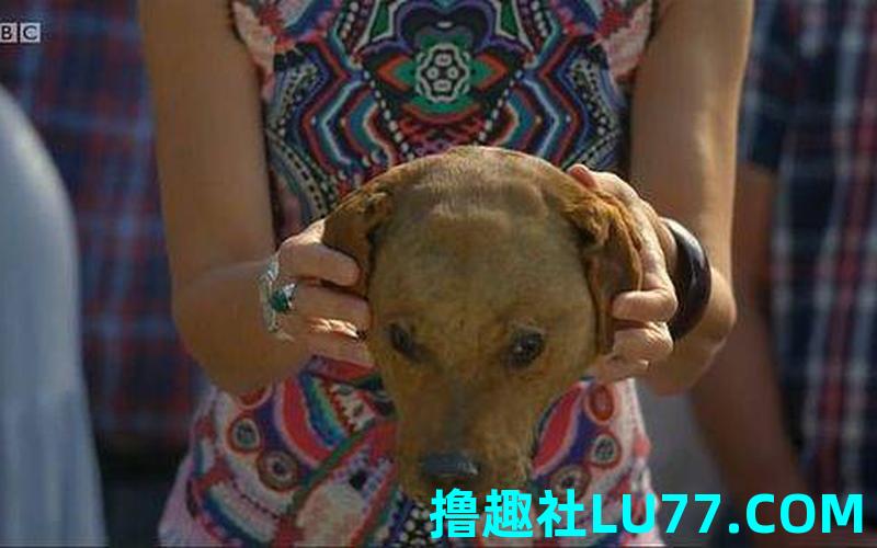 梦见被砍头的狗