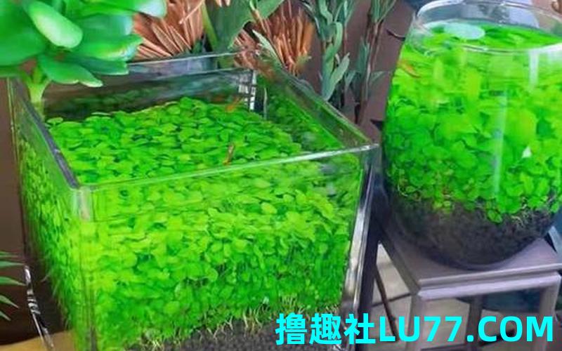 梦见种植水草